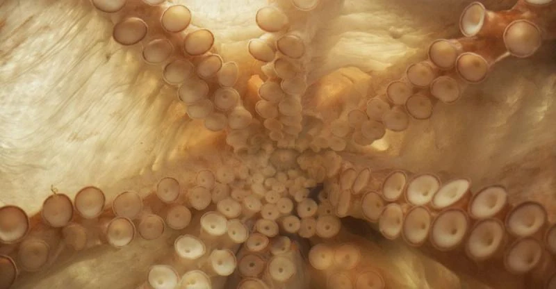 Material visual sobre Pioneer Works presenta “Siphon” de Tuomas A. Laitinen